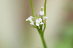 Cardamine hirsuta